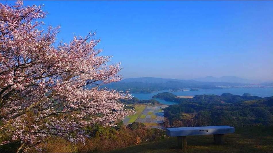 桜とベンチからの眺め